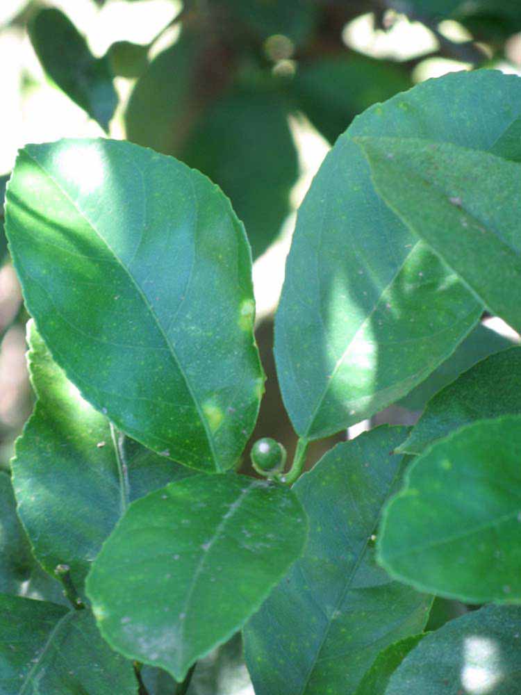              Shade leaves (Winter Haven, FL)       
